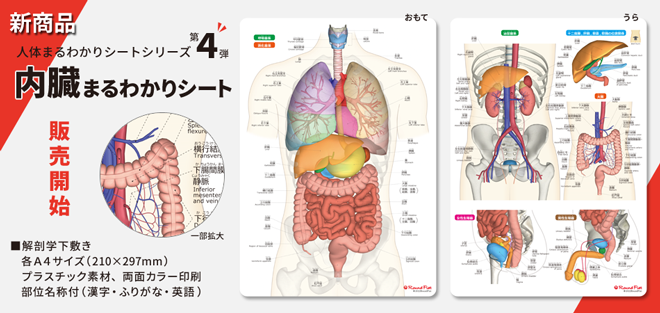 内臓まるわかりシート