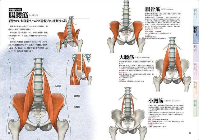 骨盤ナビ 