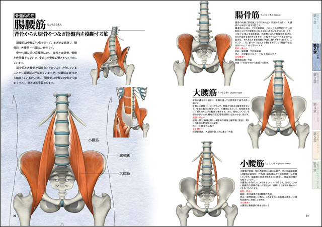 骨盤ナビ 