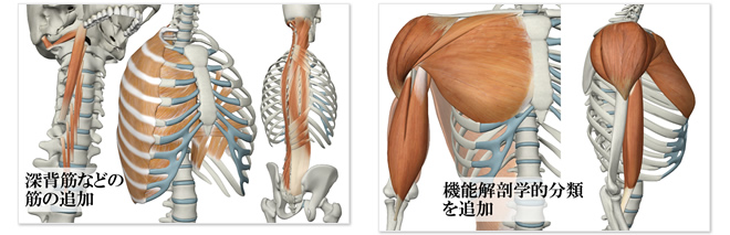 深背筋などの筋の追加　?機能解剖学的分類を追加