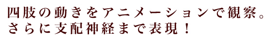 四肢の動きをアニメーションで観察。さらに支配神経まで表現！