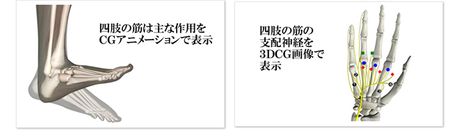 四肢の筋は主な作用をCGアニメーションで表示　?四肢の筋の支配神経を3DCG画像で表示